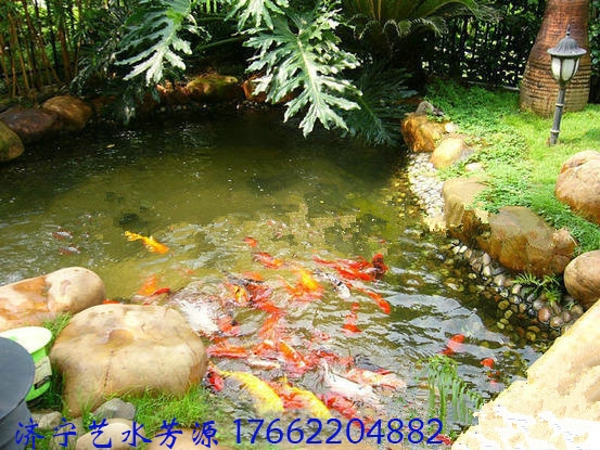 入手魚塘凈化器，還原水質(zhì)讓家中飼養(yǎng)的錦鯉更健康